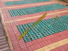 荷蘭磚和井字磚結合鋪設路麵效果